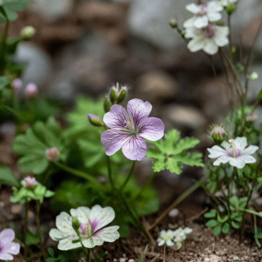 Wild Geranium Roots – Geranium maculatum – 10 Bare Roots – Purple Woodland Flowers – Shade Garden Favorite – Easy to Grow