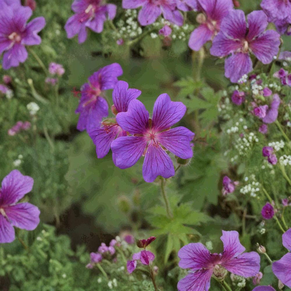 Geranium pratense Painter’s Palette Mix Flower Seeds – Mixed Cottage Garden Blooms, Pollinator Friendly Perennial, Easy to Grow, 10+ Seeds