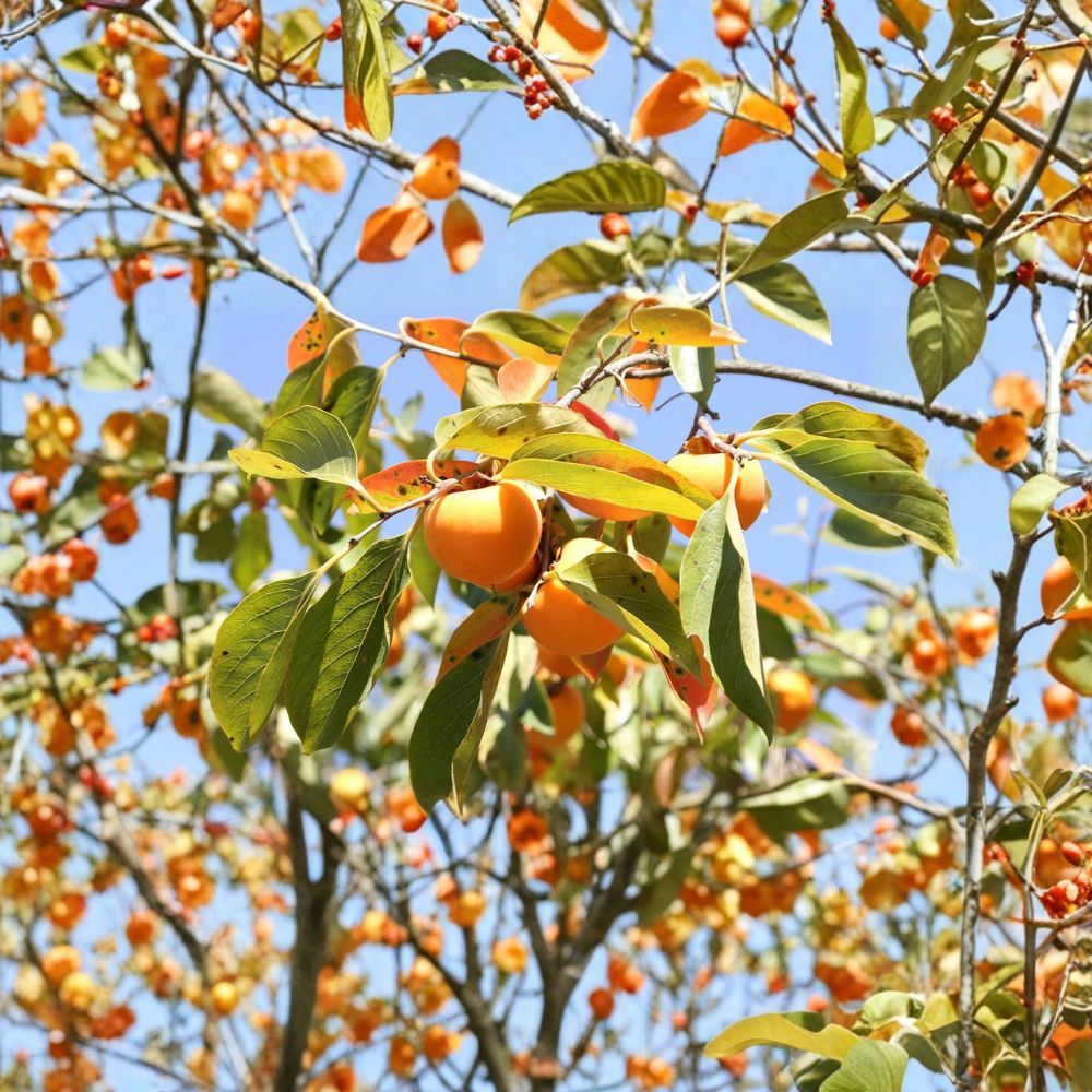 American Persimmon Tree Seedling – 3 Feet Tall, 1-Gallon Pot, Cold Hardy Edible Fruit Tree, Diospyros virginiana, Native Garden Tree