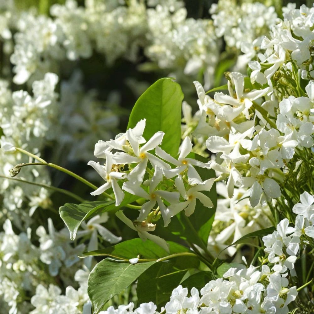 Confederate Star Jasmine Live Plant – 4–6 Inch Fragrant White Flower Vine – Trachelospermum jasminoides for Patio Garden and Outdoor Decor
