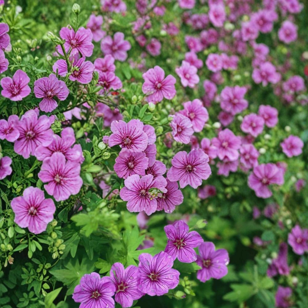 Dilys Geranium Seeds – Pelargonium Flower Seeds | 25+ Seeds | Vibrant Garden Blooms | Patio & Balcony Friendly | Easy to Grow
