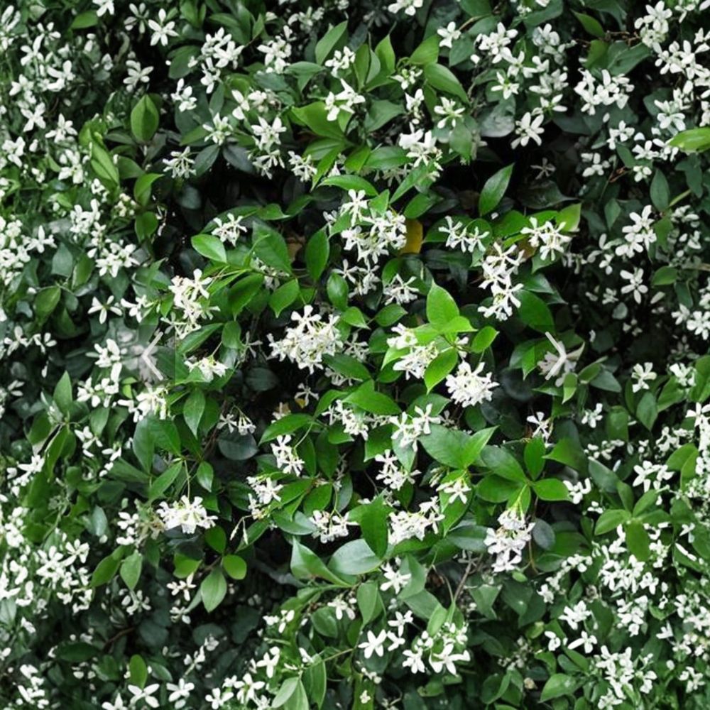 Confederate Jasmine Cuttings – Trachelospermum jasminoides, 55 Unrooted Propagation Pack, Fragrant White Blooms, Garden Vine, 6-12 Inches