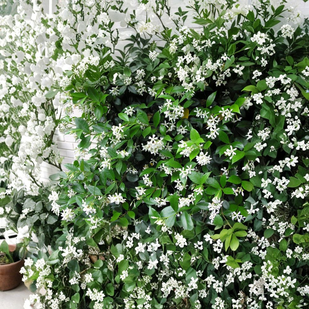 Confederate Star Jasmine Plant – Trachelospermum jasminoides Live Starter Vine in Pot – Fragrant Climbing Garden Plant