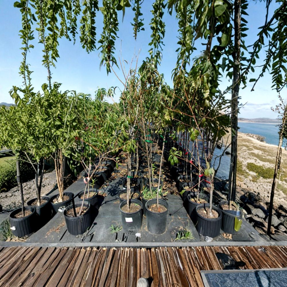 Flavor Rich Peach Tree – Live Fruit Tree with Sweet Juicy Freestone Peaches, Self-Pollinating Orchard Tree, Easy to Grow