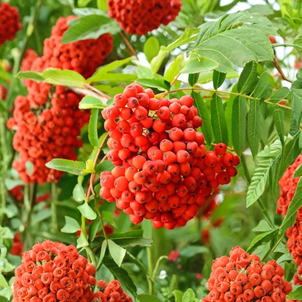 American Mountain Ash Tree – Bare Root 2-3 Ft Ornamental Rowan Tree with Bright Berries | Wildlife Friendly, Cold Hardy Sorbus americana