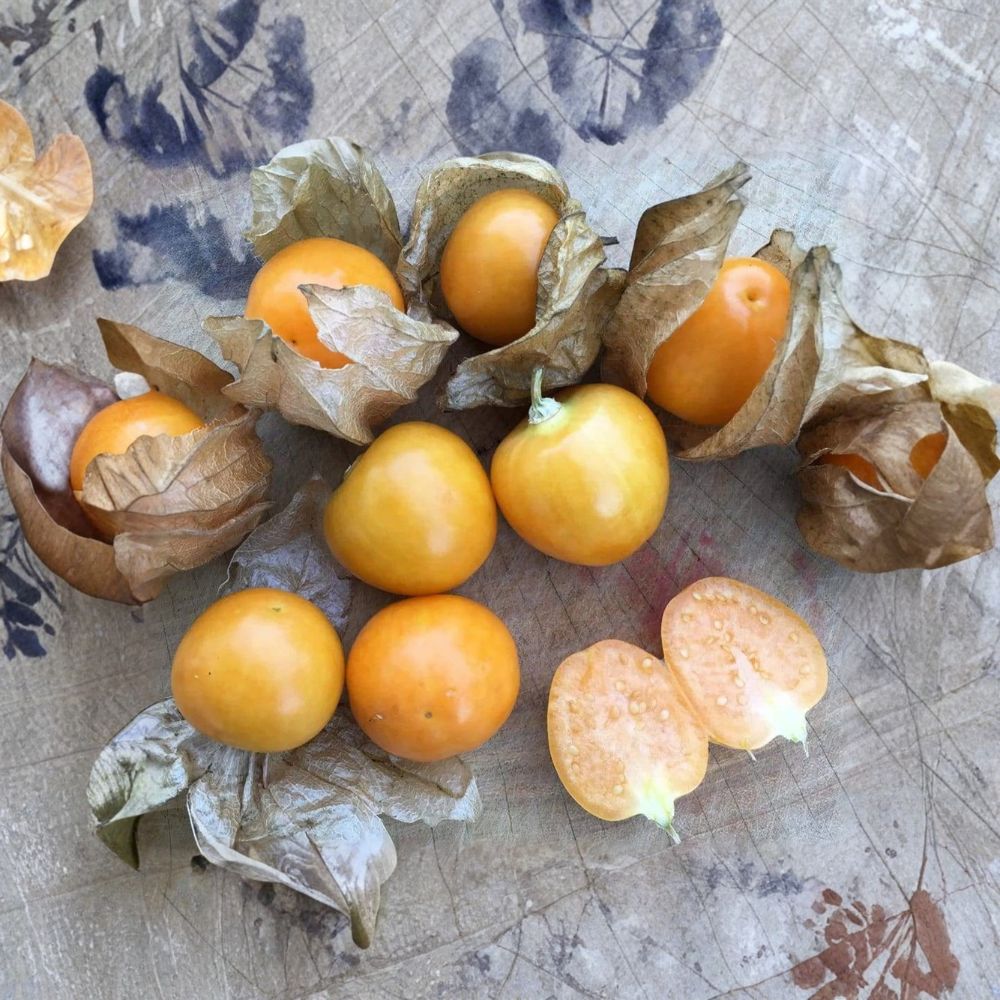 Peruvian Ground Cherry Seeds – Physalis peruviana Organic Non-GMO Seeds, Cape Gooseberry, Ambrosia Variety, Goldenberry