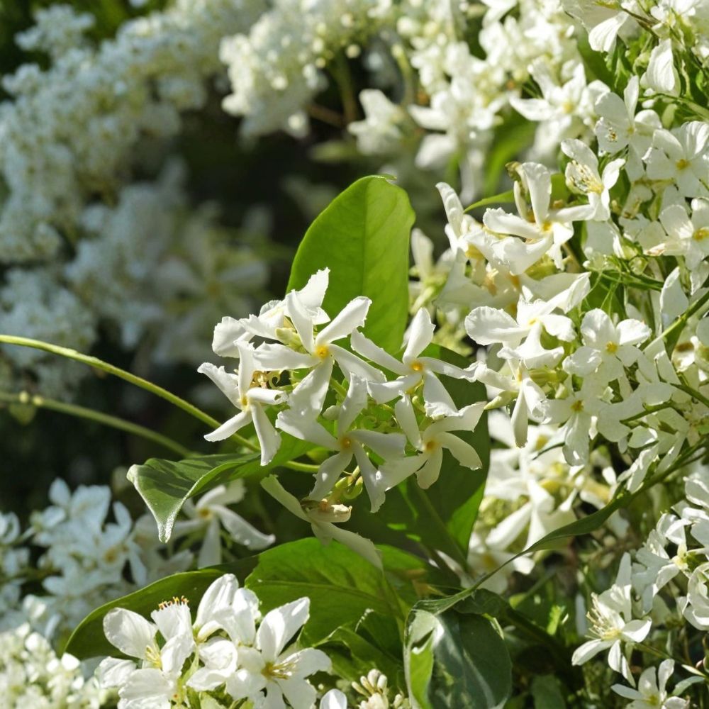 Star Jasmine Plant Live – Trachelospermum jasminoides – Fragrant Climbing Vine for Indoor Outdoor Gardens and Patios
