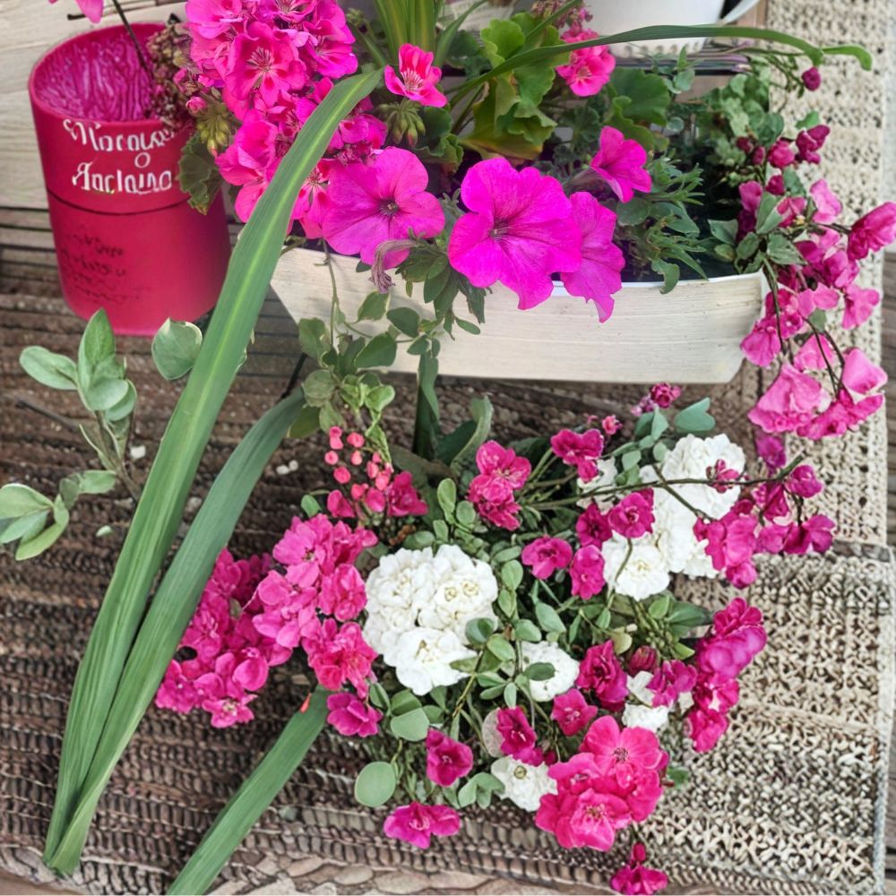 Rooted Pink Geranium & Petunia Plants – Live Flowering Plants in 6-Inch Pot | Bright Pink & Purple Blooms | Balcony & Patio Friendly