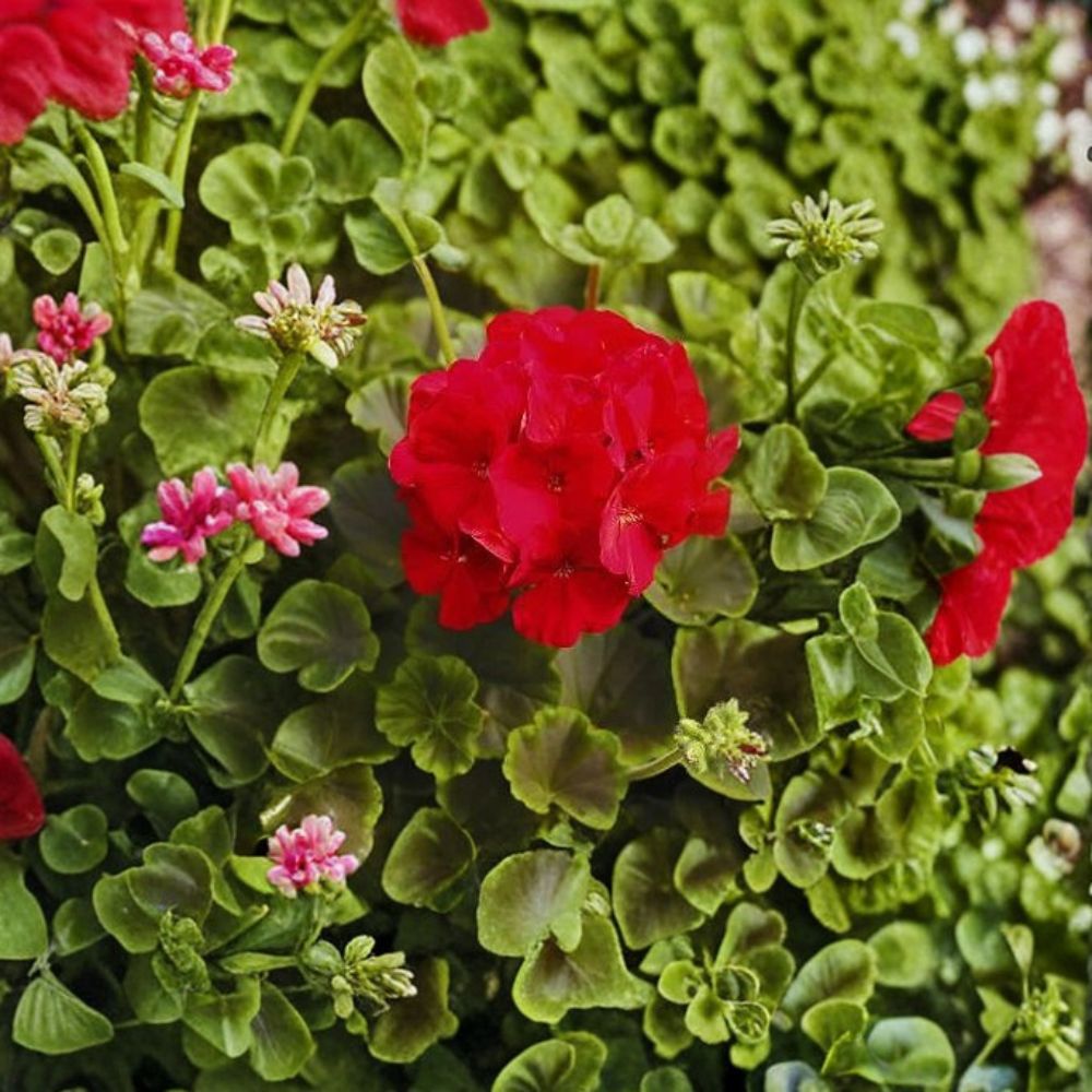 Geranium Bullseye Red Seeds – Pelargonium, Deep Red Blooms, Chocolate Foliage, Premium Pot Plant, Easy to Grow, 1,000 Seeds