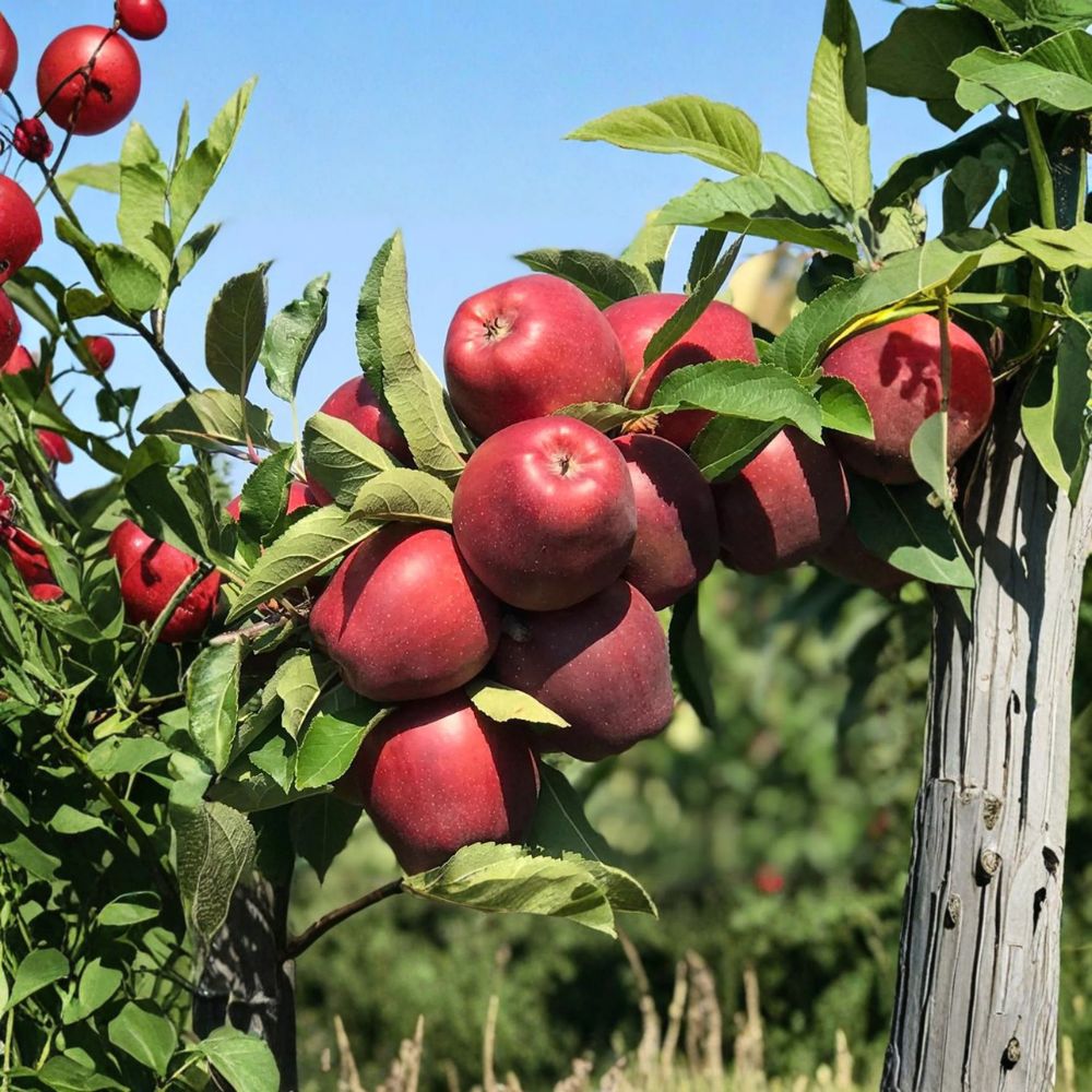 Red Delicious Apple Tree – Bare Root 32 Inches – Starking Delicious Fruit Tree – Malus domestica – M7 Semi-Dwarf Rootstock