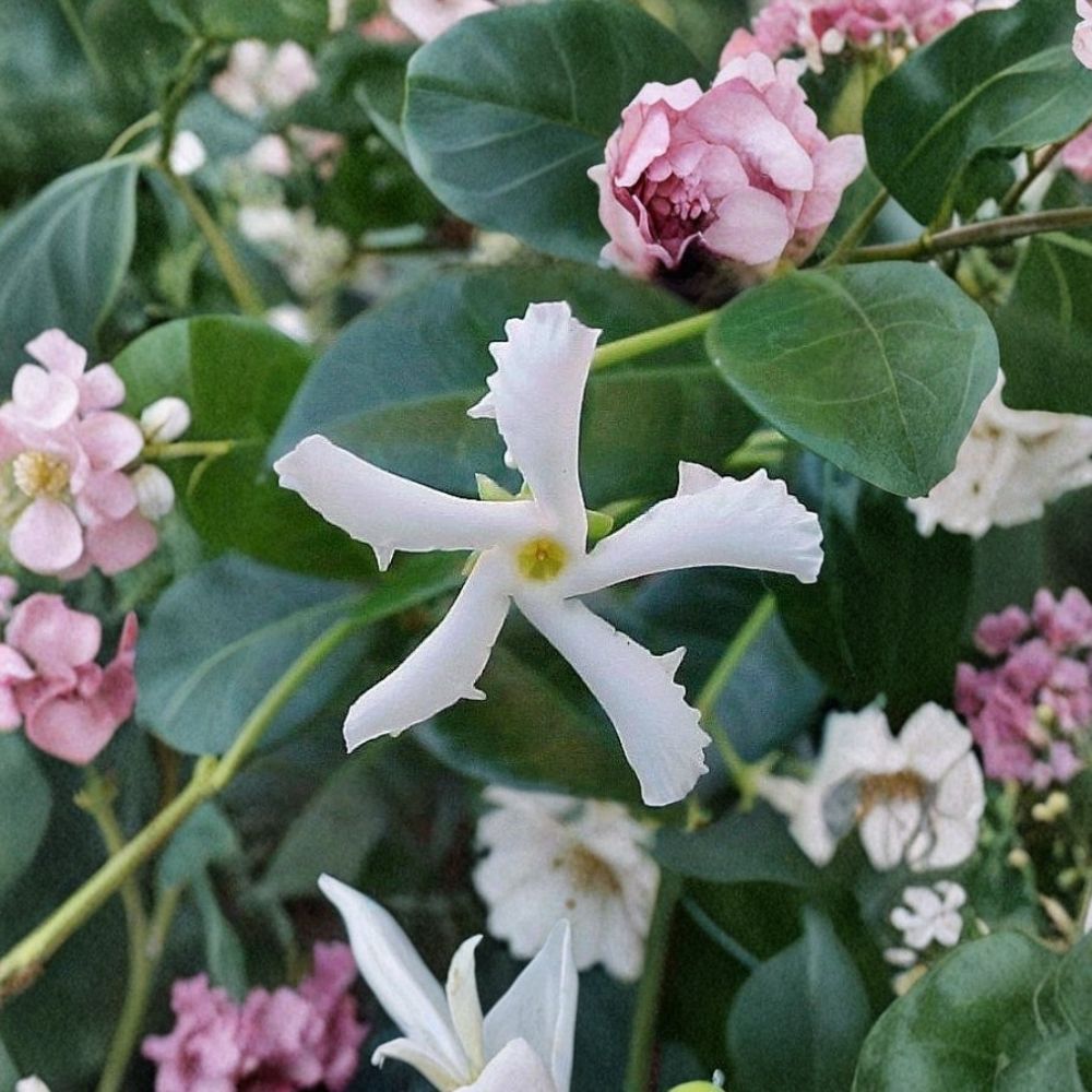 Confederate Star Jasmine Live Plant – Trachelospermum jasminoides – Fragrant Evergreen Vine in 6-Inch Pot for Patio & Garden
