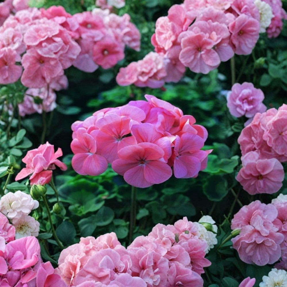 Saturn Deep Salmon Geranium Seeds – 15 Pelargonium Seeds for Pots & Garden Beds – Compact Flowering Plant