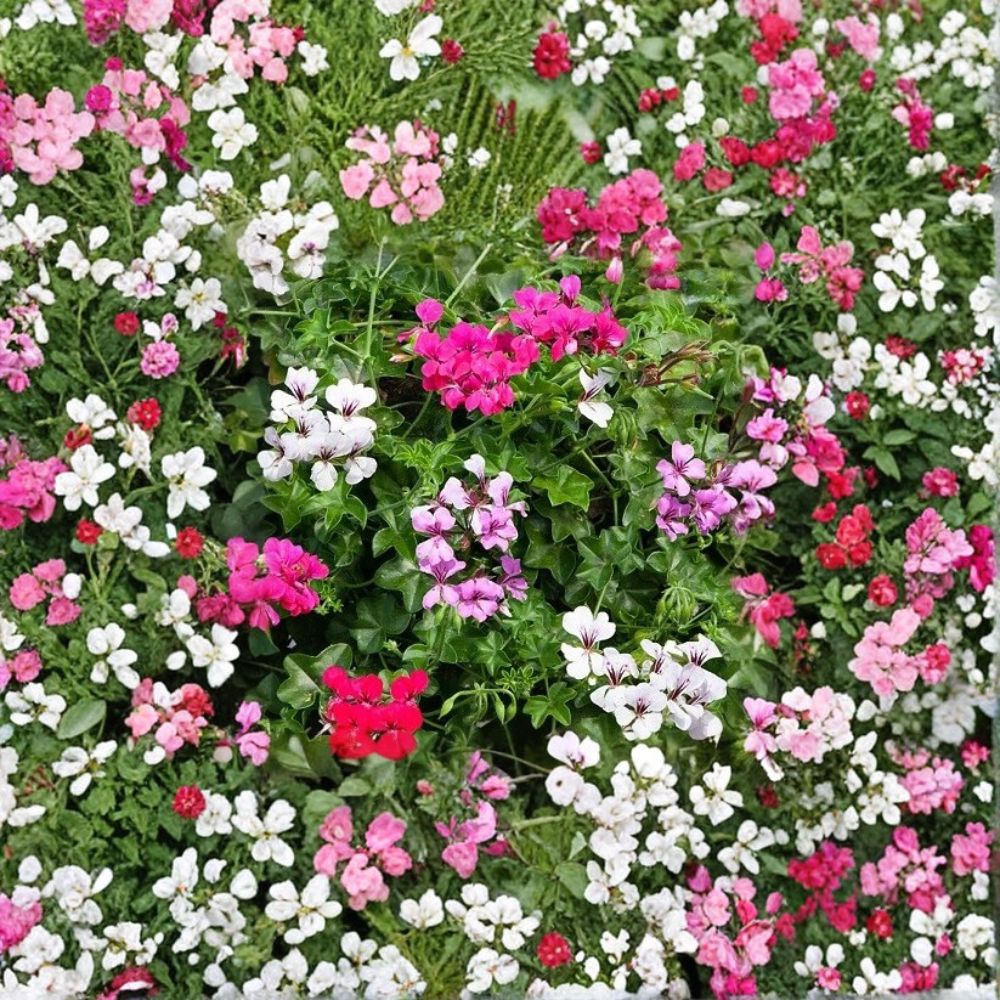 Geranium Reach Out Mix Seeds – Ivy Geranium, Cascading Mixed Colors, Easy to Grow, Patio & Basket Friendly, 100 Seeds