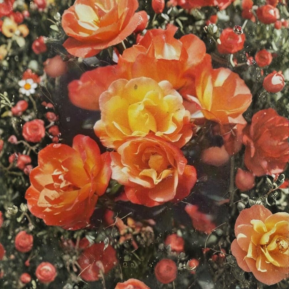 Climbing Piñata Rose – Yellow Vermilion Hybrid Live Plant 2 Gallon, Rosa Hybrid, Trellis & Arbor Friendly