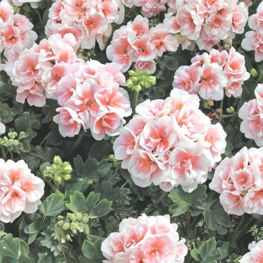 Pink White Geranium Seeds – Pelargonium Flower Seeds for Hanging Baskets & Gardens, Easy to Grow, 10 Seeds Included