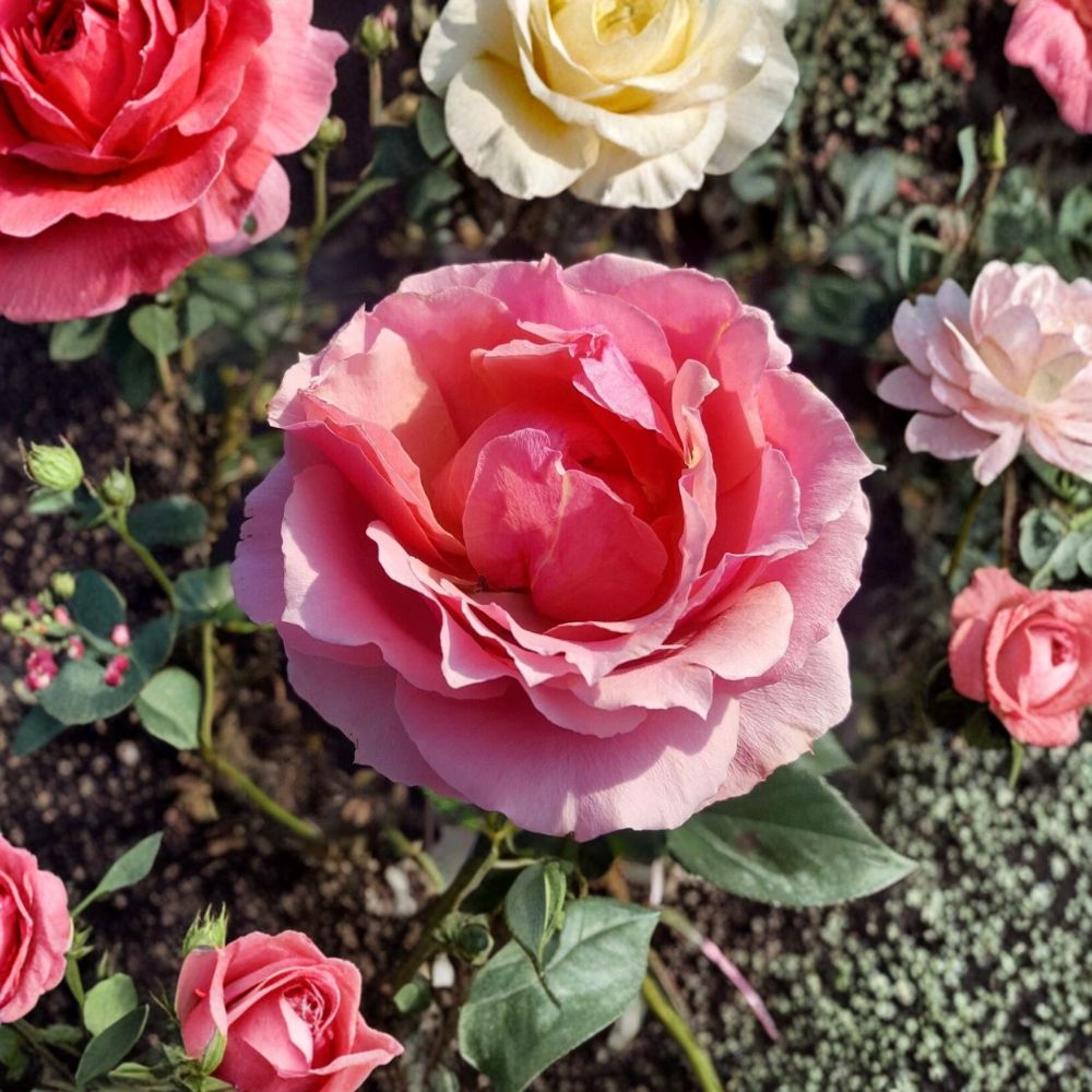 Princesse de Monaco Grandiflora Rose – Pink Flowering Bush Plant, 3 Gallon, Rosa Hybrid, Garden Landscape Shrub