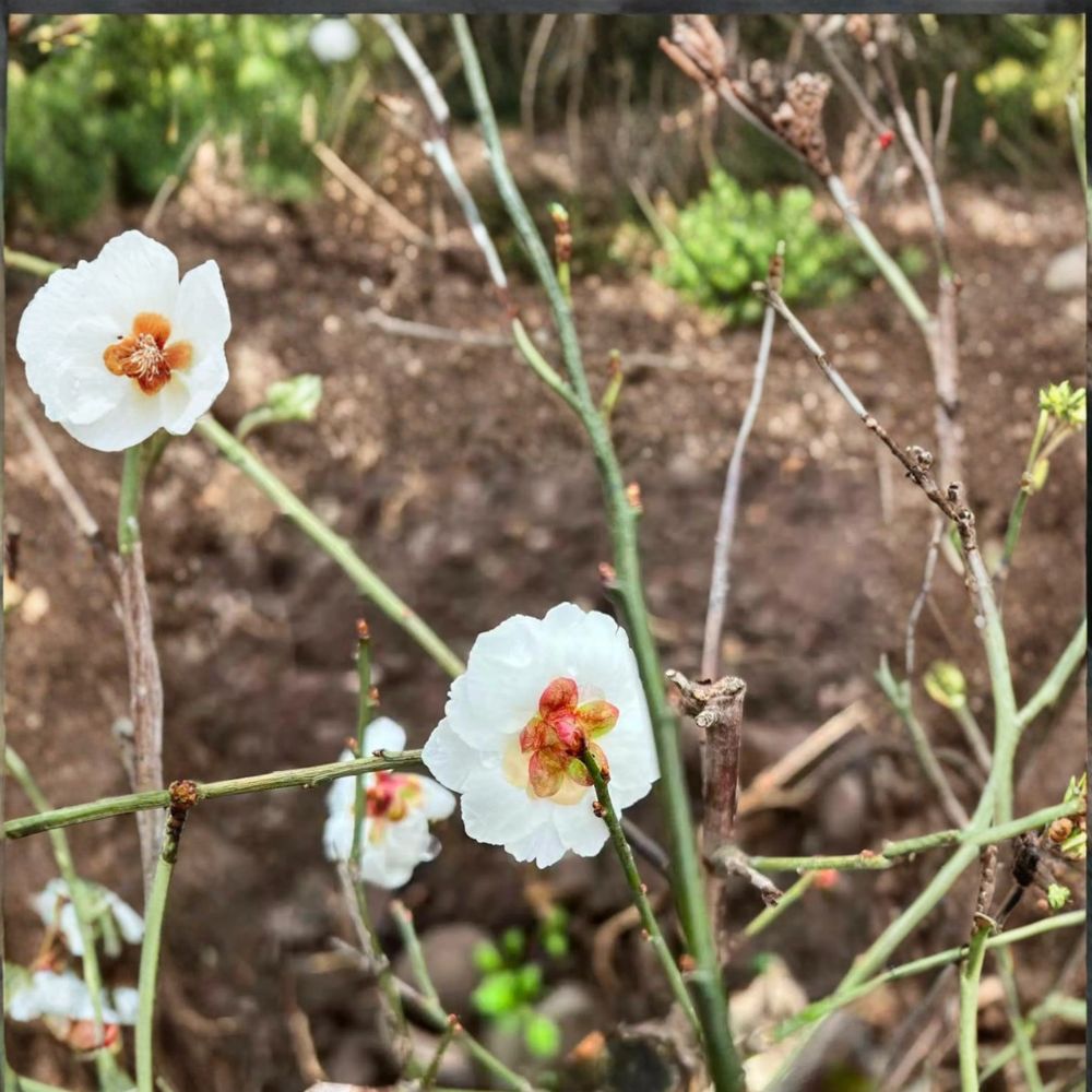 Yudie Ume Tree – Live Prunus mume Plant with Fragrant White Double Blossoms, Ornamental Flowering Apricot for Garden and Landscape