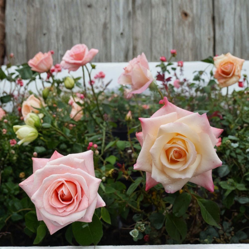 Peace Rose Live Plant – 5 Gallon Hybrid Tea Rose Bush with Yellow Blend Blooms – Garden Rose, Field Grown, Two-Year-Old