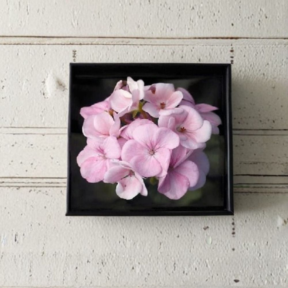 Geranium Maverick Appleblossom Seeds – White & Pink Blooms, Garden Geranium, Pelargonium, 1,000 Seeds for Pots & Landscaping