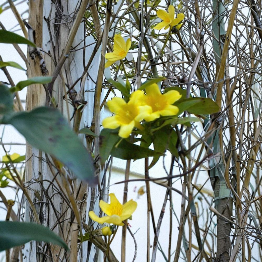 Yellow Flowered Jasmine Carolina Vine Seeds | Fragrant Climbing Vine | Easy to Grow | USA Grown | 25+ Seeds