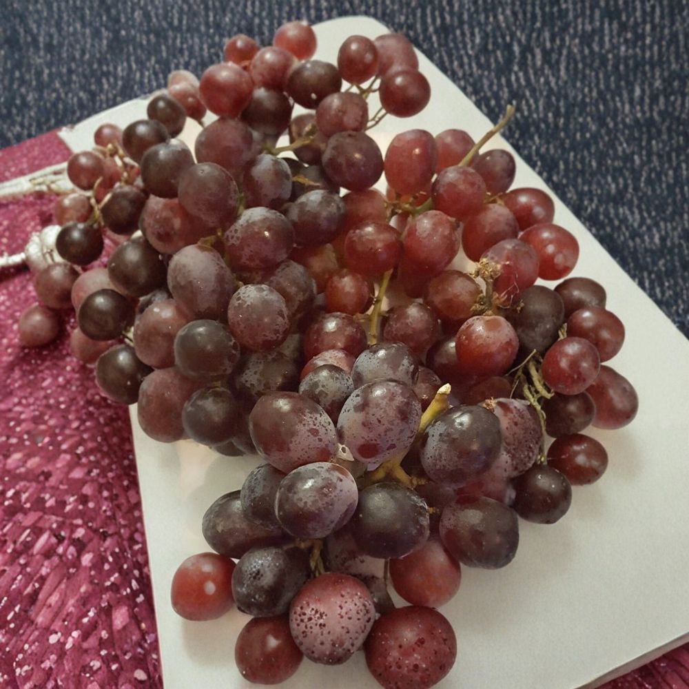 Red Globe Grape Vine – Live Plant, 3 Gallon, Self-Fertile Vitis vinifera for Fresh Eating, Juice & Wine
