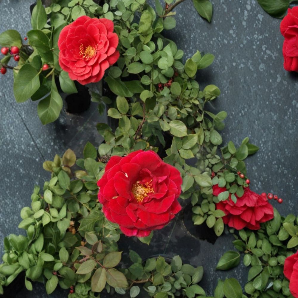 Mr. Lincoln Rose – Rosa Hybrid Live Plant, 2 Gallon, Deep Red Fragrant Hybrid Tea Rose, Easy to Grow Garden Favorite