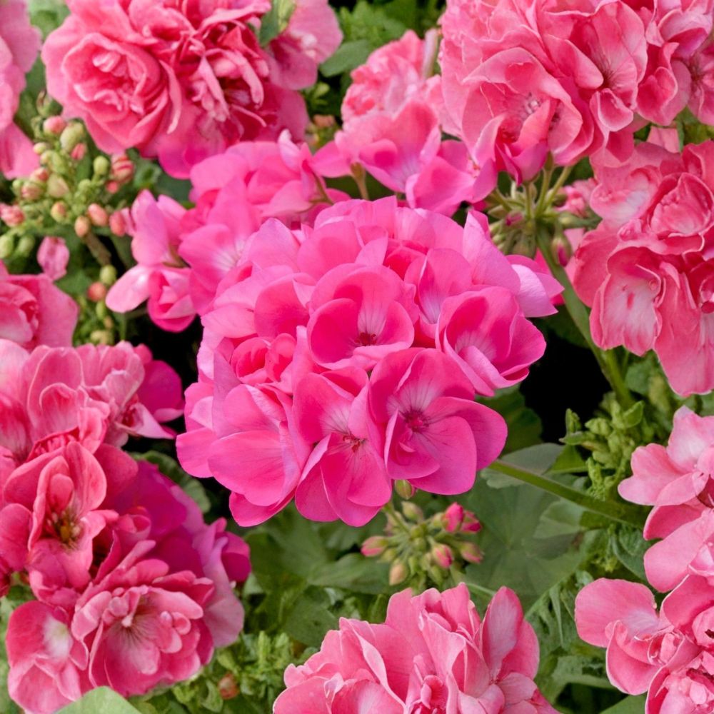 Pink Geranium Live Starter Plant – Pelargonium Seedling, 4 Inches Tall, Bare Root, Patio & Garden Flower Plant
