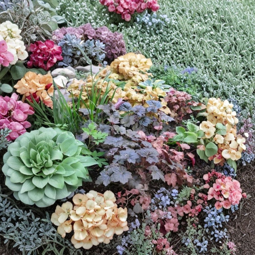Coral Bells Heuchera Flower Seeds | 1,200 Seeds | Shade Garden Perennial | Pollinator Friendly | Easy to Grow