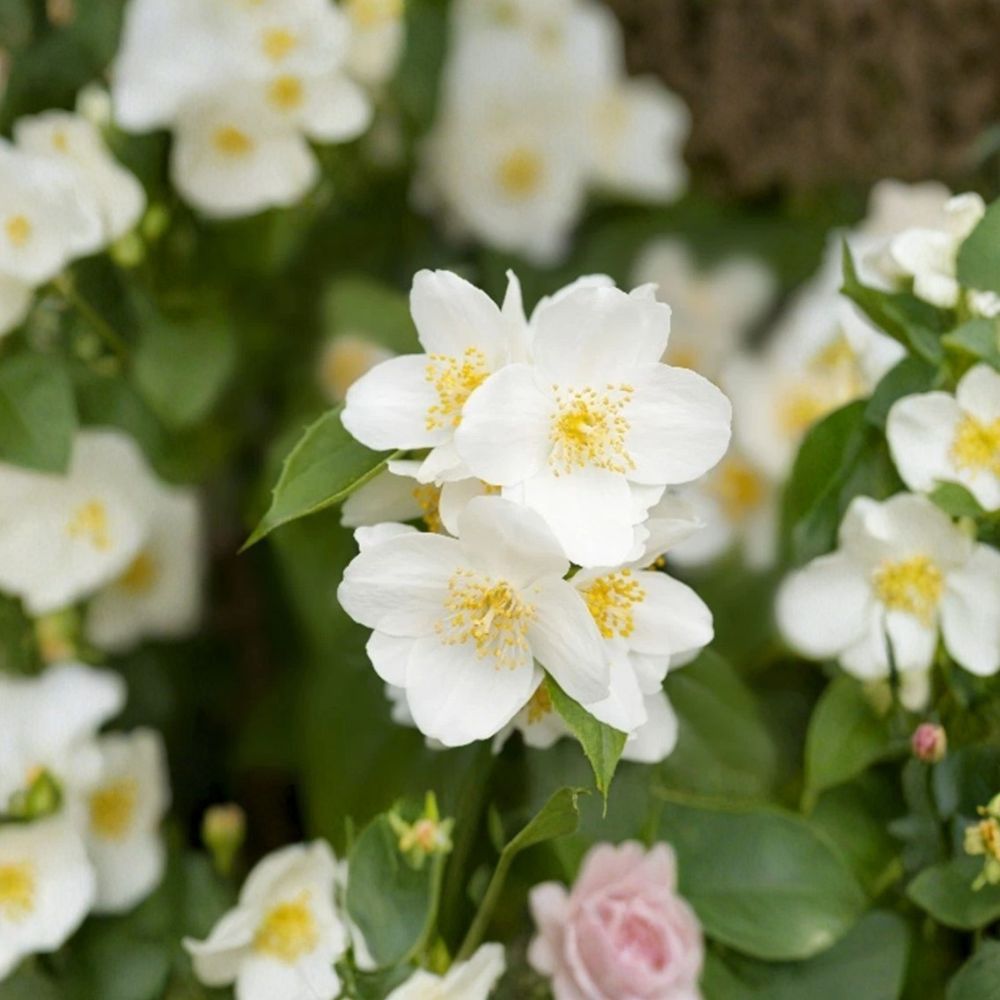 Sweet Mock Orange Plants 5 Pack Bare Root | Philadelphus coronarius | Fragrant White Blooms | Hardy Garden Hedge Shrubs