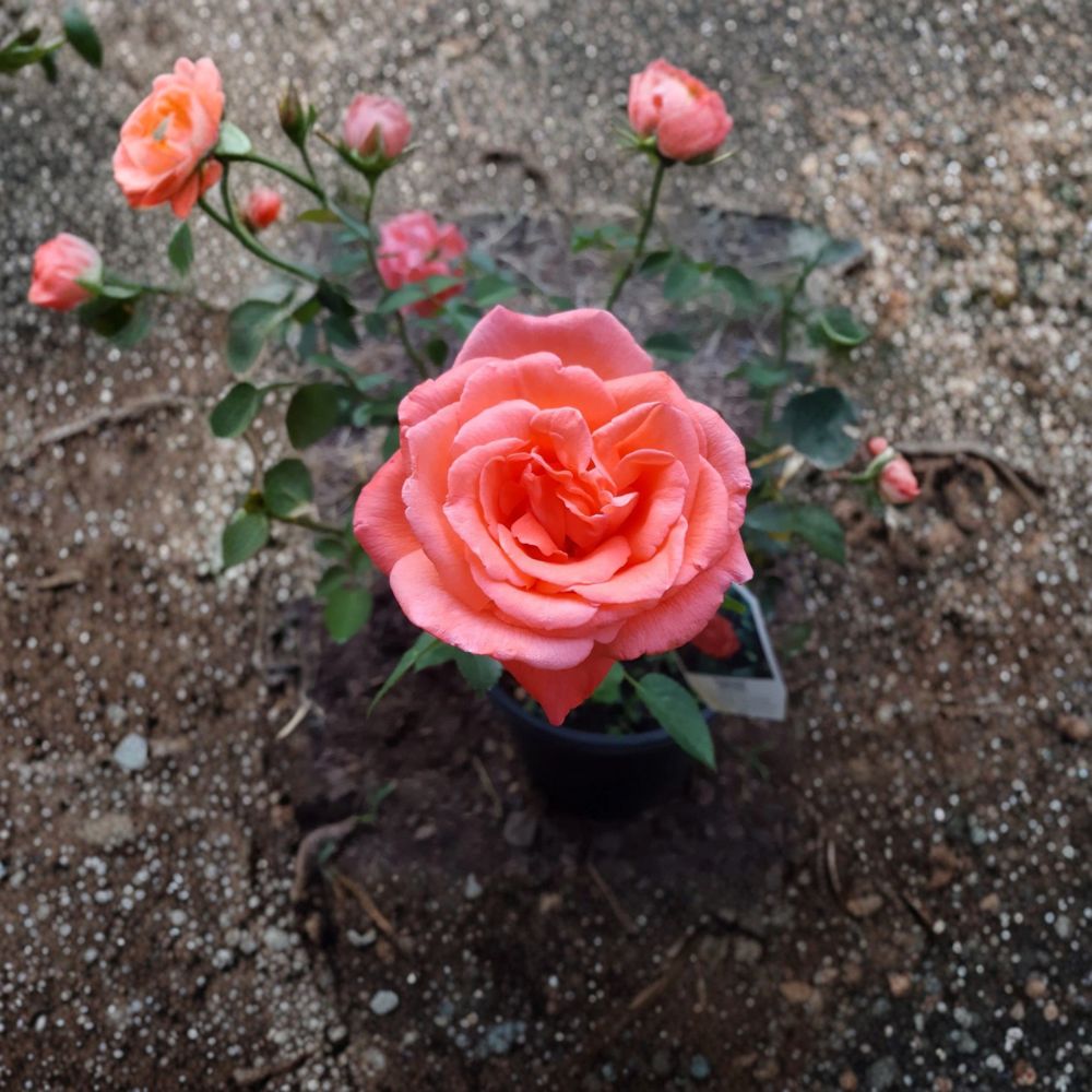 Hybrid Tea Rose Plant – 2 Gallon Vibrant Orange Blooms Fragrant Flowering Shrub Rosa Hybrid