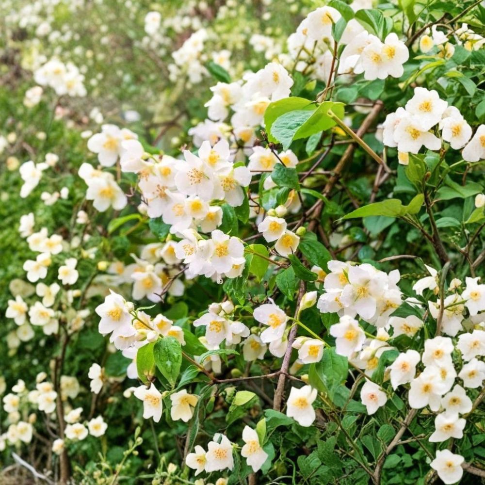Sweet Mock Orange Plant – Bare Root Starter Shrub with Fragrant White Flowers – Philadelphus coronarius, 12–24 Inch Garden Favorite
