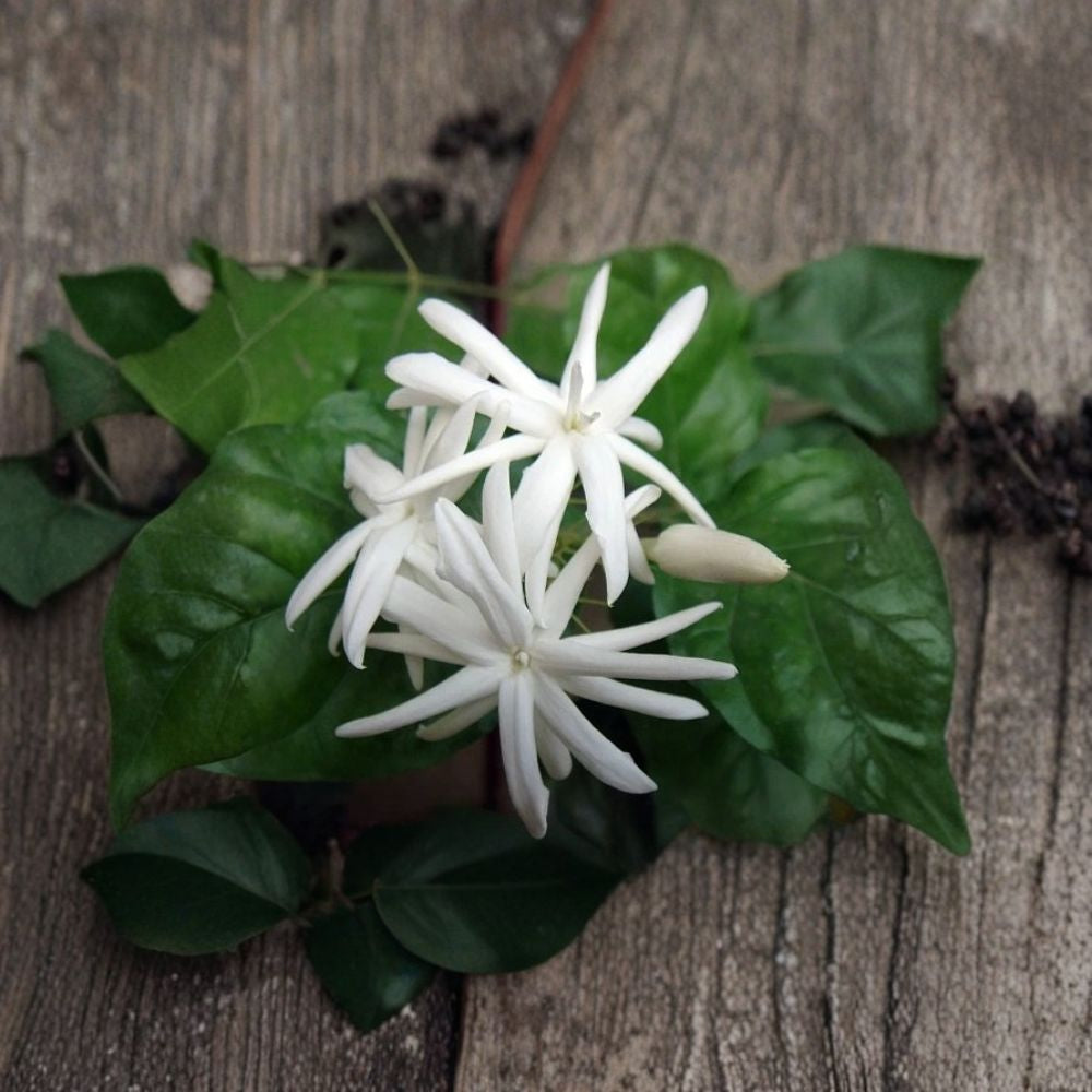 Arabian Jasmine Plant in 6" Pot, Fragrant White Blooms, Indoor Outdoor Night-Blooming Vine, Jasminum sambac