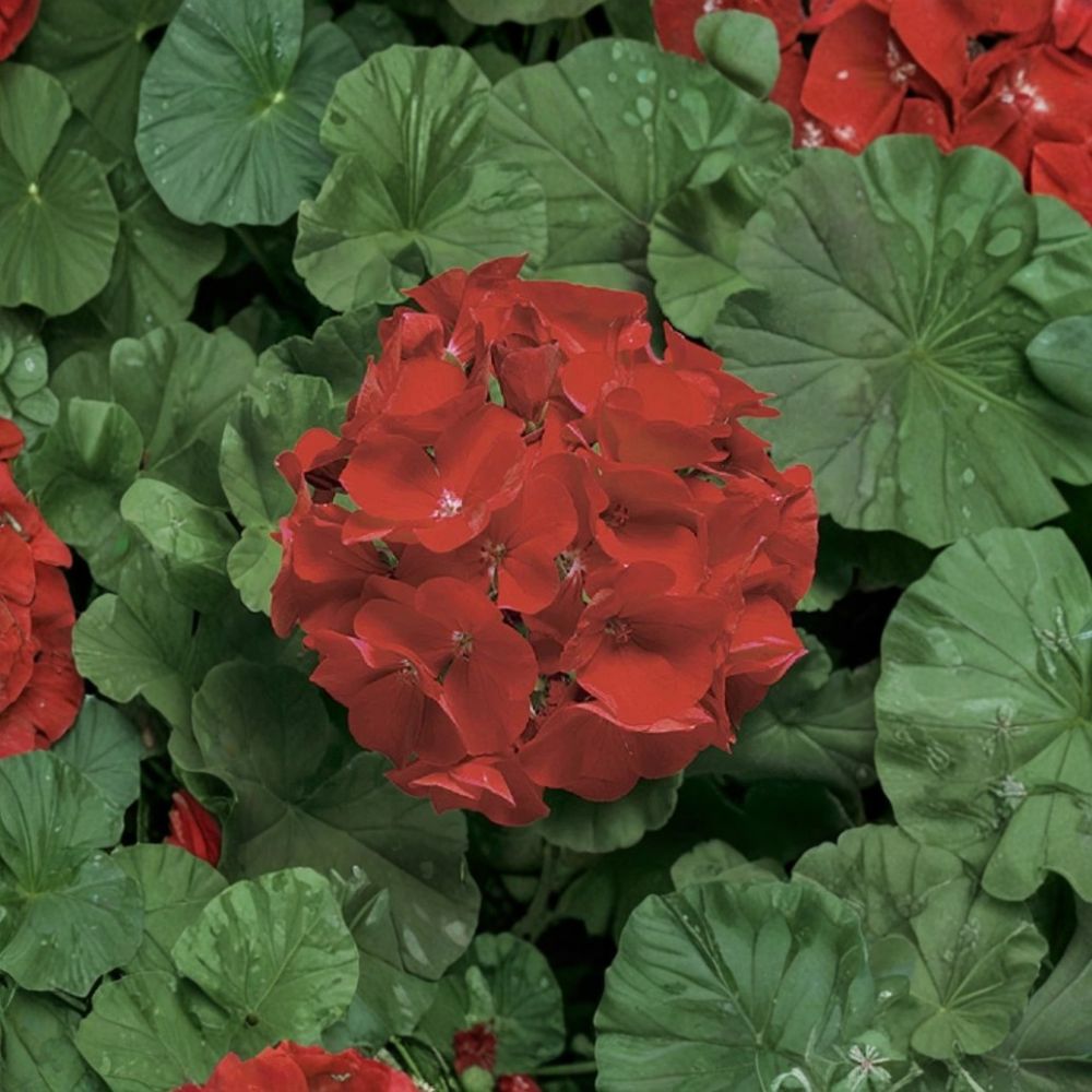 Ringo Deep Scarlet Geranium Seeds – 15 Pelargonium Flower Seeds for Patio & Window Box, Early Blooming Red Geranium