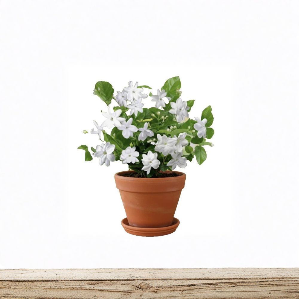 Arabian Jasmine Live Plant | Rooted Starter in Pot | Highly Fragrant White Blooms | Jasminum sambac Indoor & Patio Plant