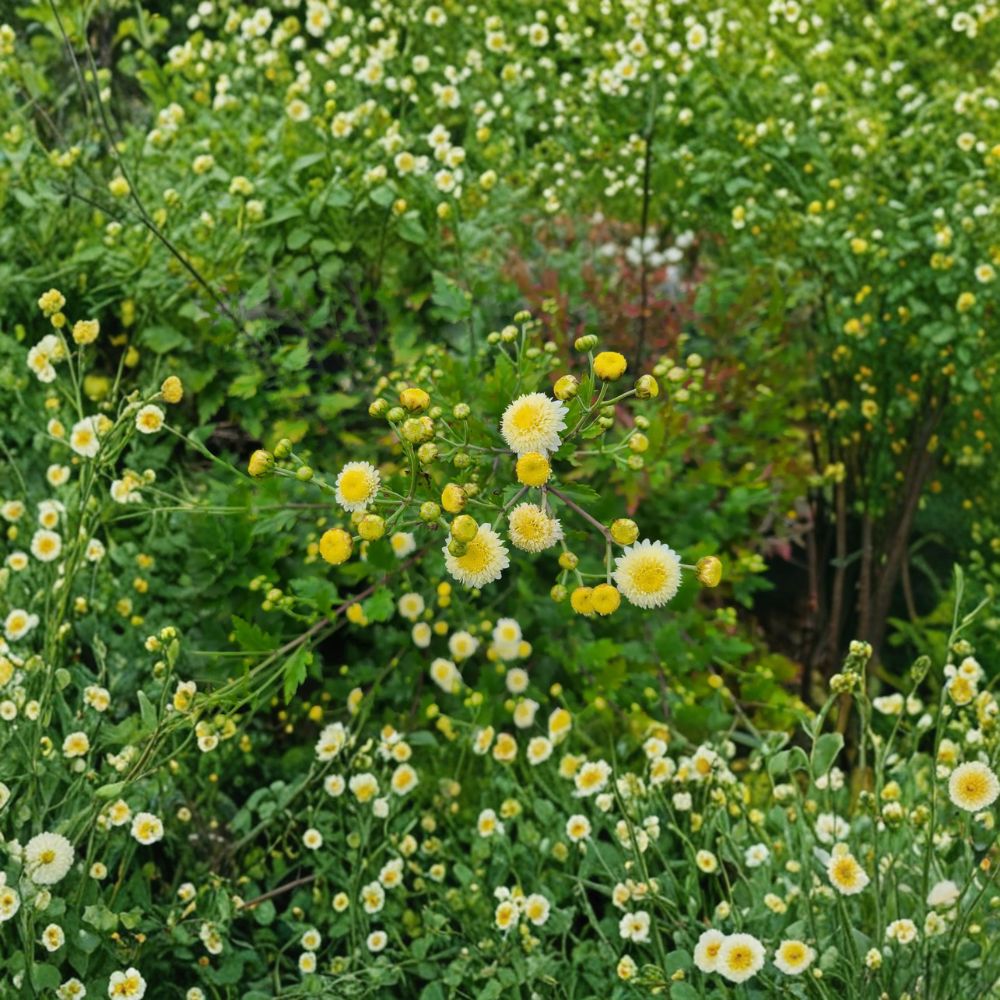 Chrysanthemum ‘Gong Ju’ Unrooted Cuttings – Chinese Tea Flower Plant, Herbal Tea Chrysanthemum, Easy to Root, 3 Cuttings