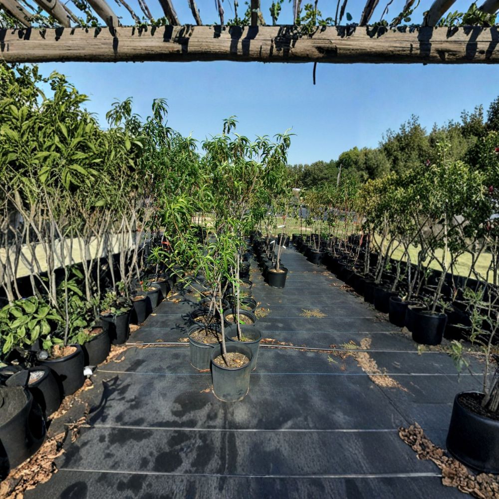 Garden State Nectarine Tree – Prunus persica var. nucipersica Live Plant, Self-Fertile, White Flesh Fruit, Easy to Grow, Root-Wrapped