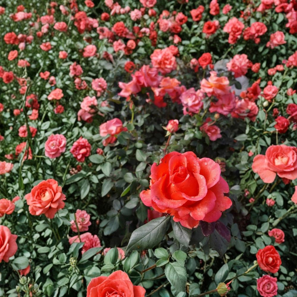 Ring of Fire Hybrid Tea Rose – 5 Gallon Live Rose Plant with Multi-Color Blooms, Garden Rose, Rosa Hybrid