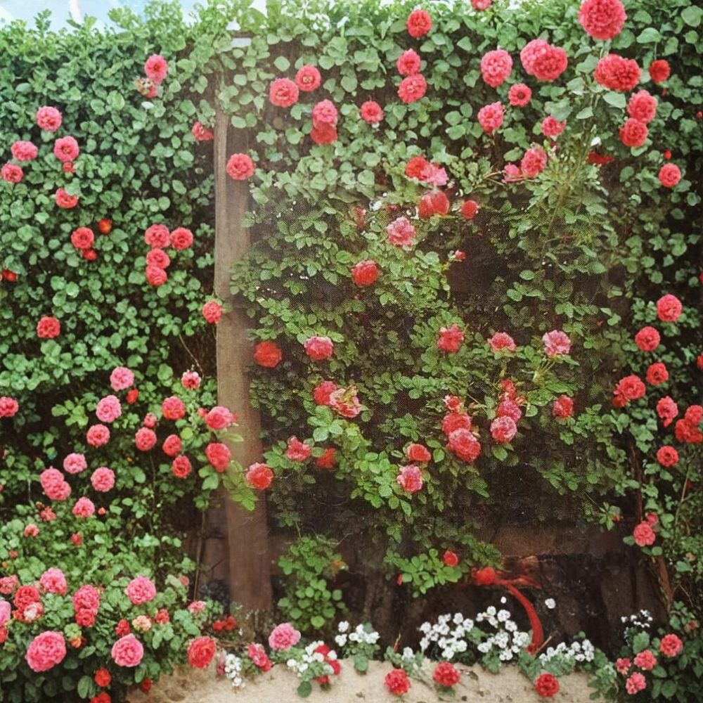 Climbing Rose Plant – 5 Gallon Salmon Pink Blooming Vine – Rosa Hybrid Live Plant for Garden Trellis and Vertical Displays