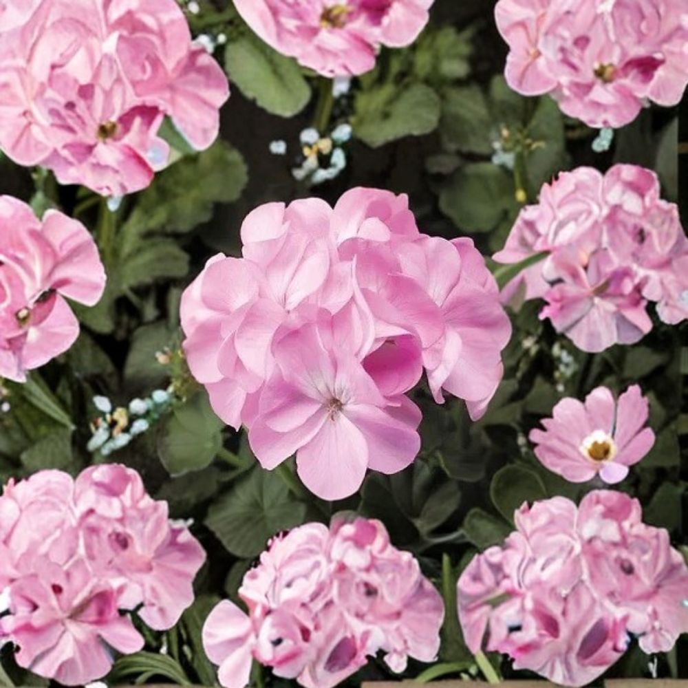 Geranium Pinto Premium Lavender Seeds – Pelargonium, Pale Pastel Lavender Blooms, 1,000 Seeds, Easy to Grow, Garden & Landscape Plant