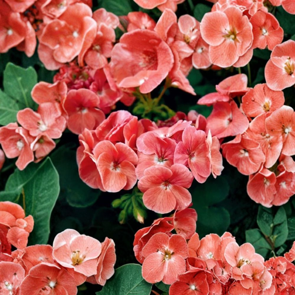 Ringo Salmon Geranium Seeds – 15 Pelargonium Flower Seeds for Patio & Window Box, Early Blooming Salmon Color