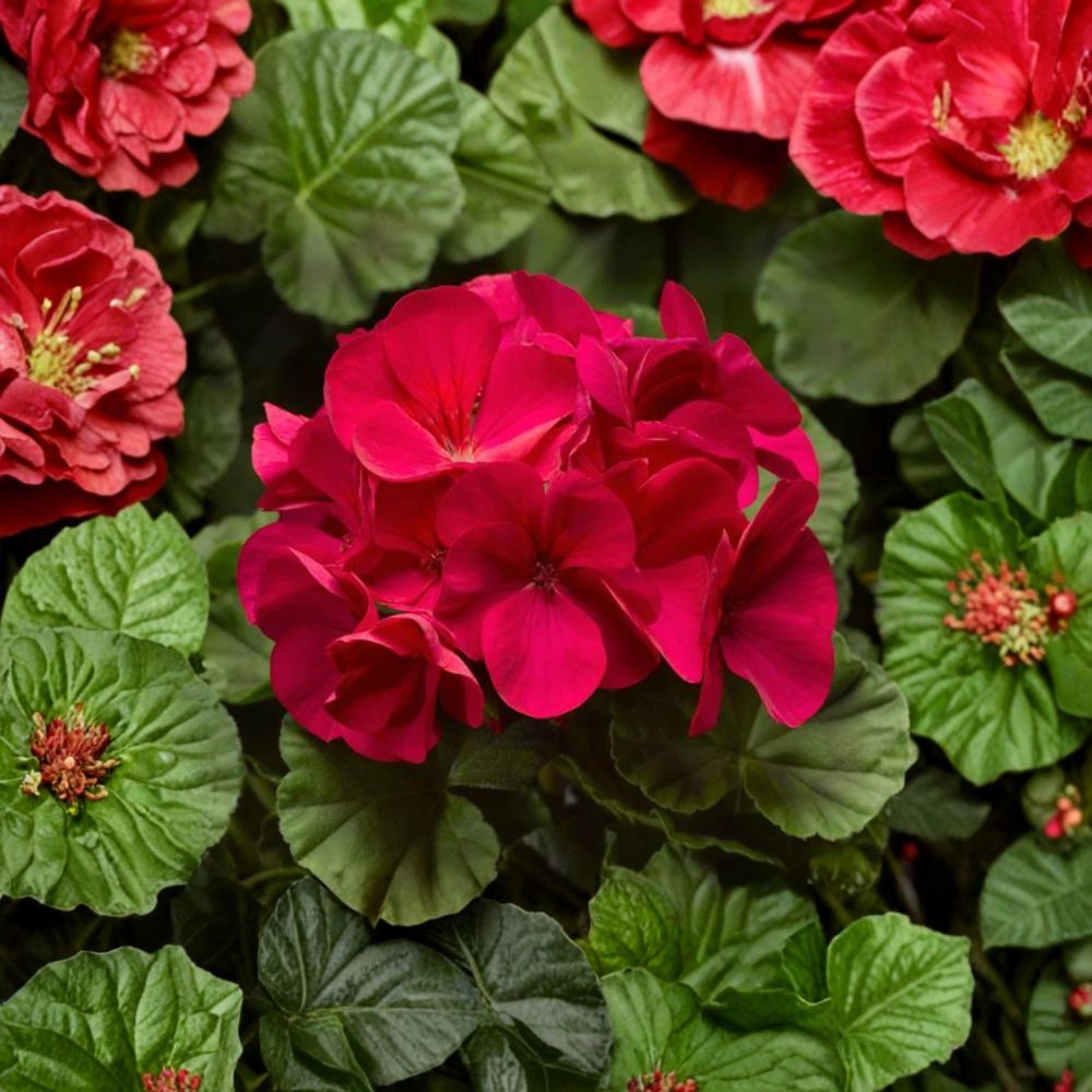Pinto Premium Violet Geranium Plants – 6 Live Plug Plants, Pelargonium Annual Flowers for Patio & Garden, Vibrant Blooming Flowers