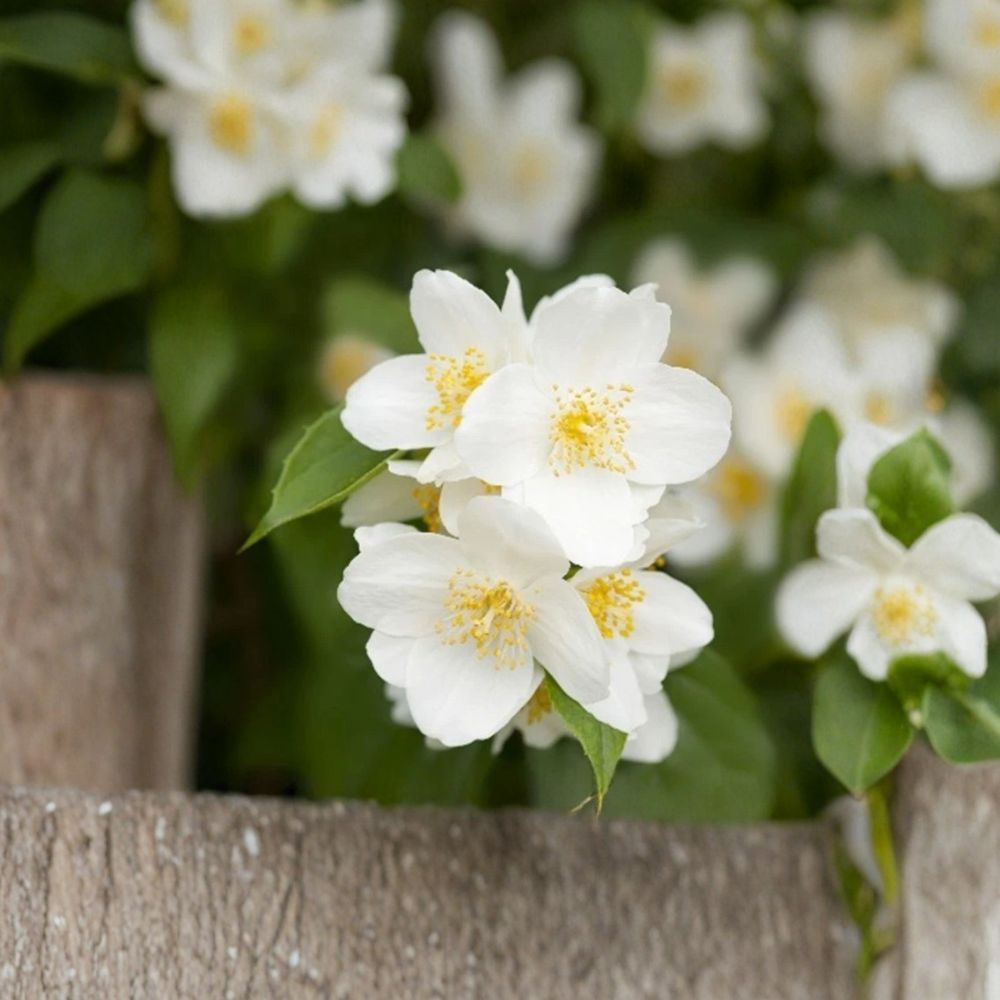 Sweet Mock Orange Live Plant – Philadelphus coronarius Bare Root Shrub with Fragrant White Blooms, Hardy Garden Plant