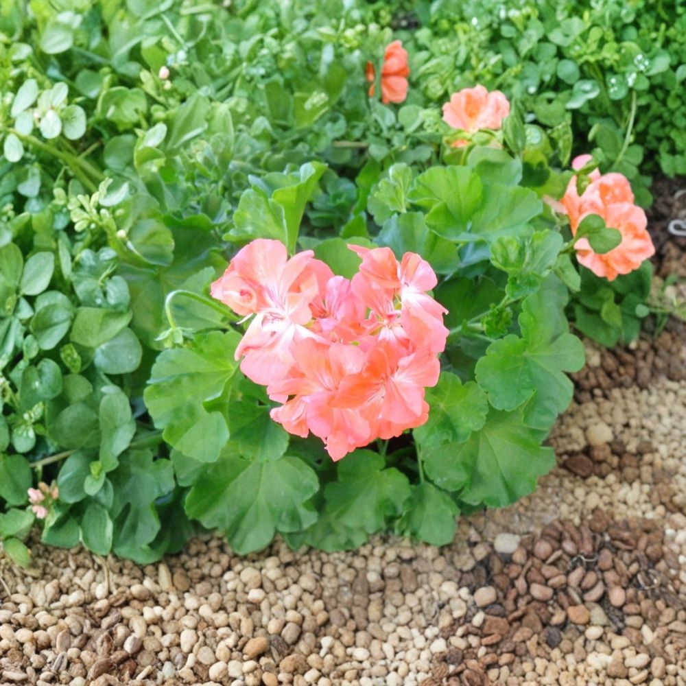 Salmon Pink Ivy Geranium Cuttings – Pelargonium peltatum, 6-Inch Unrooted Trailing Plant for Hanging Baskets