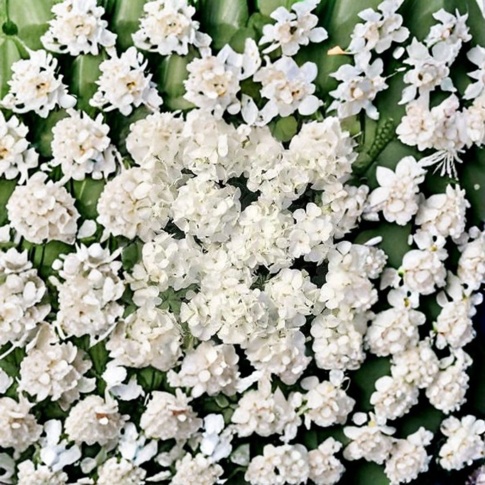 Geranium Multibloom White Seeds – Pelargonium, Continuous White Blooms, Compact Garden Variety, Easy to Grow, 1,000 Seeds