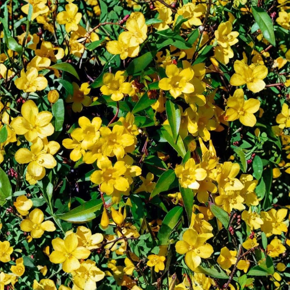 Carolina Jasmine Seeds – 300+ Pack Gelsemium sempervirens Yellow Jessamine Fragrant Climbing Vine Privacy Screen