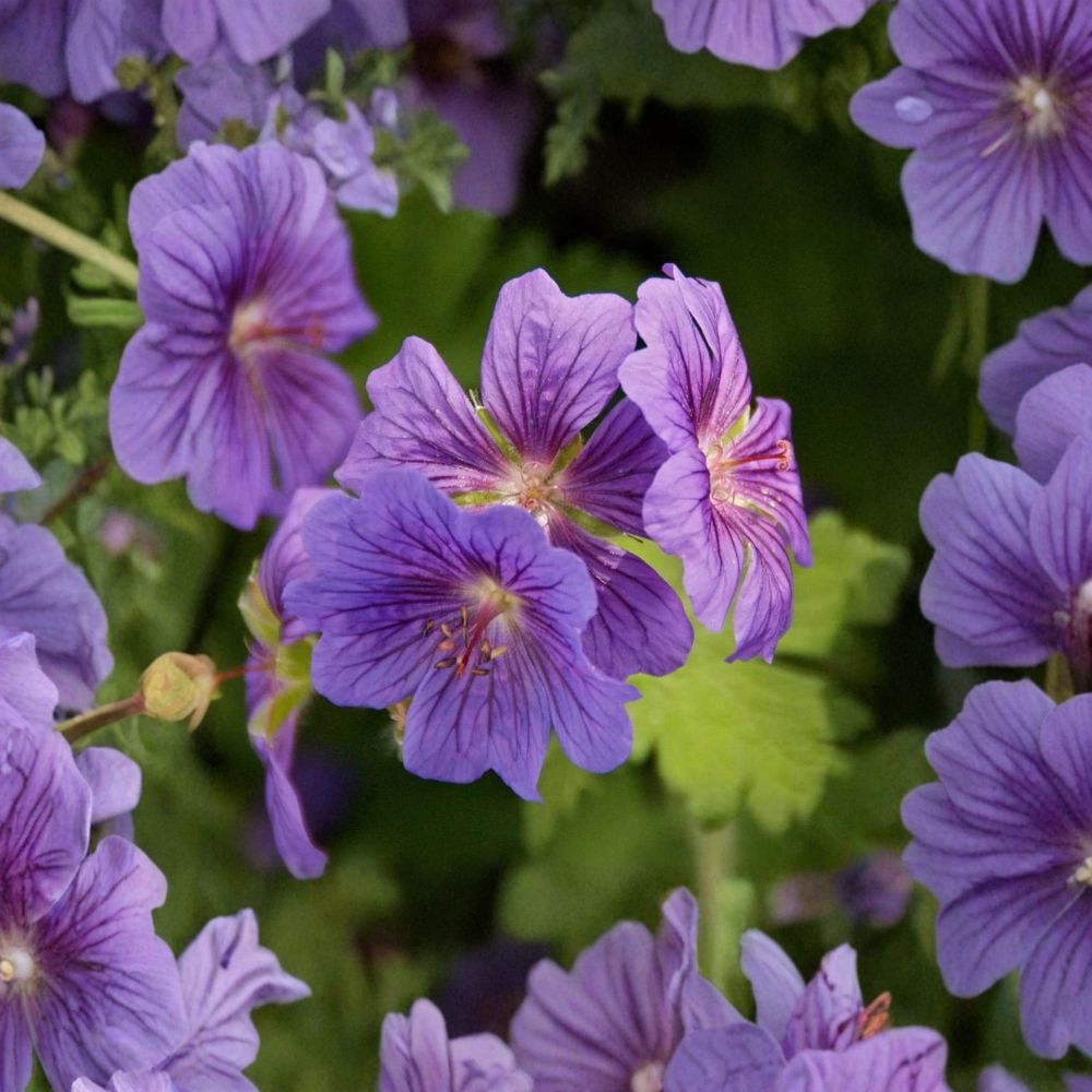 Geranium pratense ‘Purple Haze’ Seeds – Hardy Cranesbill Perennial Flower Seeds for Garden Borders & Containers