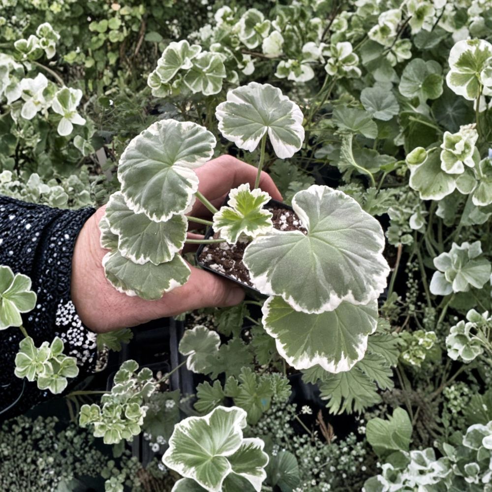 Pelargonium Wilhelm Langguth Live Plant – Fancy Leaf Geranium with Red Double Flowers & Variegated Foliage for Patio & Container