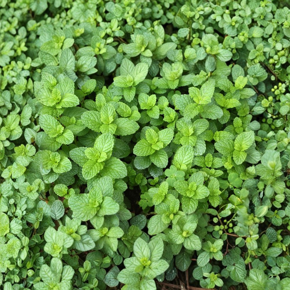 Spearmint Mint Cuttings – Mentha spicata Live Unrooted Herb Starter, Organic Culinary Mint for Growing, Easy to Root