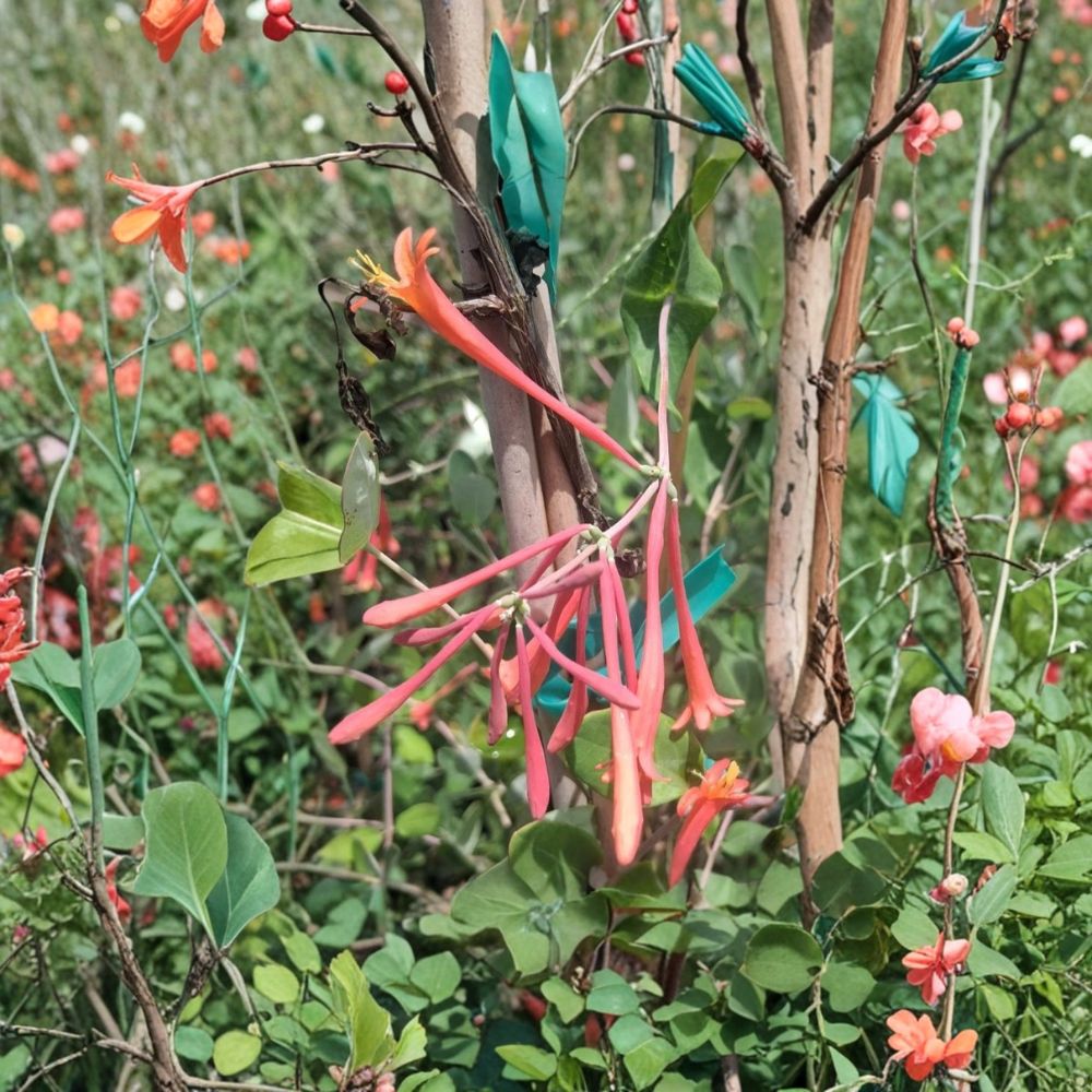 Coral Honeysuckle Live Plant 1 Gallon – Fragrant Flowering Vine Hummingbird Attracting Lonicera sempervirens