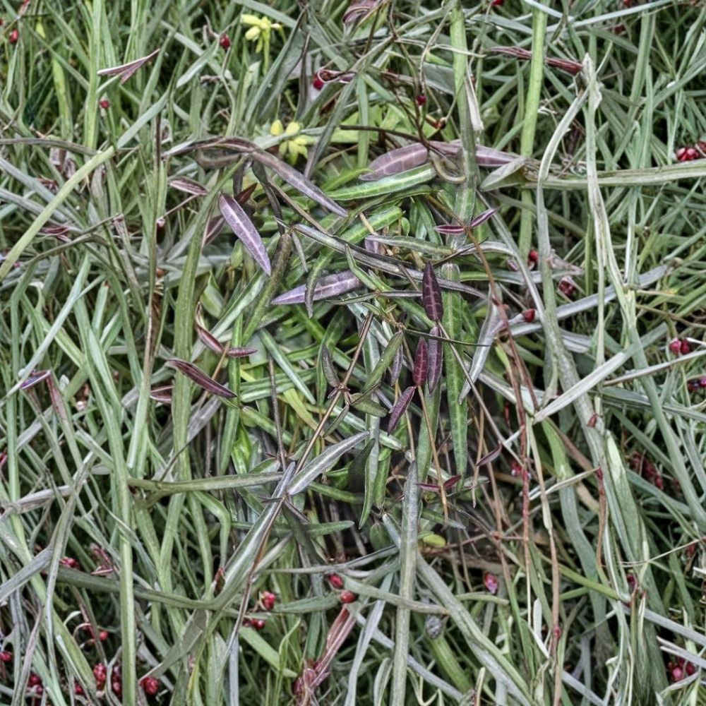 Trachelospermum asiatica ‘Theta’ – Narrowleaf Asiatic Jasmine Live Plant, Fragrant Evergreen Vine, Garden Climber & Houseplant